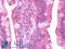 Ectonucleoside Triphosphate Diphosphohydrolase 3 antibody, LS-B10770, Lifespan Biosciences, Immunohistochemistry paraffin image 