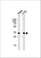 Phosducin Like antibody, A03099-1, Boster Biological Technology, Western Blot image 