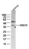Cytokine Receptor Like Factor 2 antibody, orb100404, Biorbyt, Western Blot image 