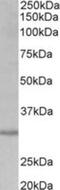 Cardiolipin Synthase 1 antibody, NBP2-27464, Novus Biologicals, Western Blot image 