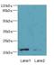 DPY30 Domain Containing 1 antibody, A66262-100, Epigentek, Western Blot image 