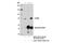 Engulfment And Cell Motility 1 antibody, 14457S, Cell Signaling Technology, Immunoprecipitation image 
