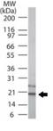 TNF Receptor Superfamily Member 10c antibody, GTX13863, GeneTex, Western Blot image 