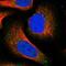 Tripartite Motif Containing 7 antibody, PA5-58699, Invitrogen Antibodies, Immunofluorescence image 