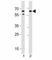 CD46 Molecule antibody, F52371-0.4ML, NSJ Bioreagents, Western Blot image 