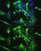 Bone Morphogenetic Protein Receptor Type 2 antibody, GTX30090, GeneTex, Immunofluorescence image 