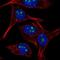 Ribosome Production Factor 1 Homolog antibody, NBP1-89915, Novus Biologicals, Immunofluorescence image 