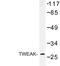 TNF Superfamily Member 12 antibody, LS-B10503, Lifespan Biosciences, Western Blot image 