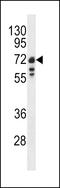 Lamin B1 antibody, 62-344, ProSci, Western Blot image 