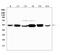 Pyridine Nucleotide-Disulphide Oxidoreductase Domain 1 antibody, A17214-3, Boster Biological Technology, Western Blot image 