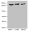 DEAD-Box Helicase 20 antibody, LS-C675632, Lifespan Biosciences, Western Blot image 