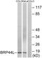 Mitochondrial Pyruvate Carrier 1 antibody, PA5-39062, Invitrogen Antibodies, Western Blot image 