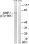 Protein Tyrosine Phosphatase Non-Receptor Type 6 antibody, abx012585, Abbexa, Western Blot image 