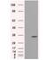 Serine Racemase antibody, NBP2-02332, Novus Biologicals, Western Blot image 