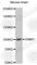 Dynamin 1 antibody, A0535, ABclonal Technology, Western Blot image 