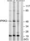 Inositol Hexakisphosphate Kinase 2 antibody, abx013837, Abbexa, Western Blot image 