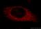 Tripartite Motif Containing 46 antibody, 21026-1-AP, Proteintech Group, Immunofluorescence image 