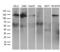 Receptor Tyrosine Kinase Like Orphan Receptor 2 antibody, LS-C795236, Lifespan Biosciences, Western Blot image 