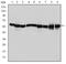 Heat Shock Protein Family D (Hsp60) Member 1 antibody, NBP2-37617, Novus Biologicals, Western Blot image 