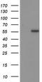 p53 antibody, TA502925S, Origene, Western Blot image 