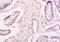 RNA Binding Motif Protein 3 antibody, orb100497, Biorbyt, Immunohistochemistry paraffin image 