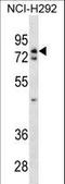 WRN Helicase Interacting Protein 1 antibody, LS-C157374, Lifespan Biosciences, Western Blot image 