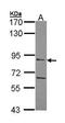 Acylaminoacyl-Peptide Hydrolase antibody, GTX105450, GeneTex, Western Blot image 