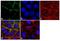 Junction Plakoglobin antibody, 13-8500, Invitrogen Antibodies, Immunofluorescence image 