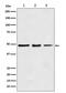 Eukaryotic Translation Elongation Factor 1 Alpha 1 antibody, M02141-1, Boster Biological Technology, Western Blot image 