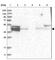 Homer Scaffold Protein 1 antibody, HPA036522, Atlas Antibodies, Western Blot image 