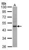 Creatine Kinase, M-Type antibody, GTX108969, GeneTex, Western Blot image 