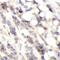 Ecdysoneless Cell Cycle Regulator antibody, FNab10368, FineTest, Immunohistochemistry frozen image 