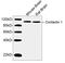 Contactin 1 antibody, LS-C203285, Lifespan Biosciences, Western Blot image 