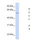 Alpha-1-B Glycoprotein antibody, NBP1-57965, Novus Biologicals, Immunohistochemistry paraffin image 