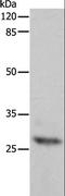 APAF1 Interacting Protein antibody, LS-C403773, Lifespan Biosciences, Western Blot image 