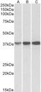 Isocitrate Dehydrogenase (NAD(+)) 3 Alpha antibody, orb22494, Biorbyt, Western Blot image 