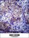 Cytochrome P450 Family 1 Subfamily A Member 1 antibody, 63-322, ProSci, Immunohistochemistry frozen image 