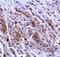 Tripartite motif-containing protein 5 antibody, A01359, Boster Biological Technology, Immunohistochemistry frozen image 