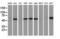 Calcium Binding And Coiled-Coil Domain 2 antibody, LS-C172434, Lifespan Biosciences, Western Blot image 