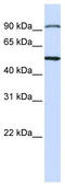 STAM Binding Protein antibody, TA337635, Origene, Western Blot image 