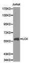 LCK Proto-Oncogene, Src Family Tyrosine Kinase antibody, LS-C192819, Lifespan Biosciences, Western Blot image 