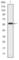 CRK Like Proto-Oncogene, Adaptor Protein antibody, abx012058, Abbexa, Western Blot image 