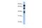 Spermatid Perinuclear RNA Binding Protein antibody, PA5-41882, Invitrogen Antibodies, Western Blot image 