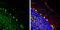 Engrailed Homeobox 1 antibody, GTX134013, GeneTex, Immunohistochemistry frozen image 