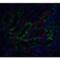 DNA Fragmentation Factor Subunit Alpha antibody, LS-B14742, Lifespan Biosciences, Immunofluorescence image 