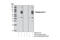 Nuclear Receptor Subfamily 4 Group A Member 1 antibody, 5095S, Cell Signaling Technology, Western Blot image 