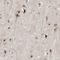 Cell Division Cycle 5 Like antibody, NBP1-85719, Novus Biologicals, Immunohistochemistry frozen image 