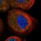 E3 ubiquitin-protein ligase UBR2 antibody, NBP1-88760, Novus Biologicals, Immunofluorescence image 