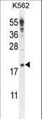 IQ Motif Containing J antibody, LS-C165279, Lifespan Biosciences, Western Blot image 