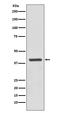 Sirtuin 6 antibody, M00611, Boster Biological Technology, Western Blot image 